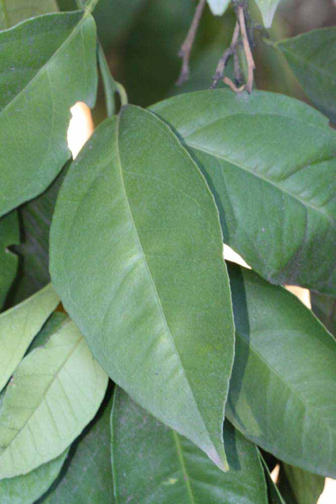              Unifoliolate leaf (Riverside, CA)       
